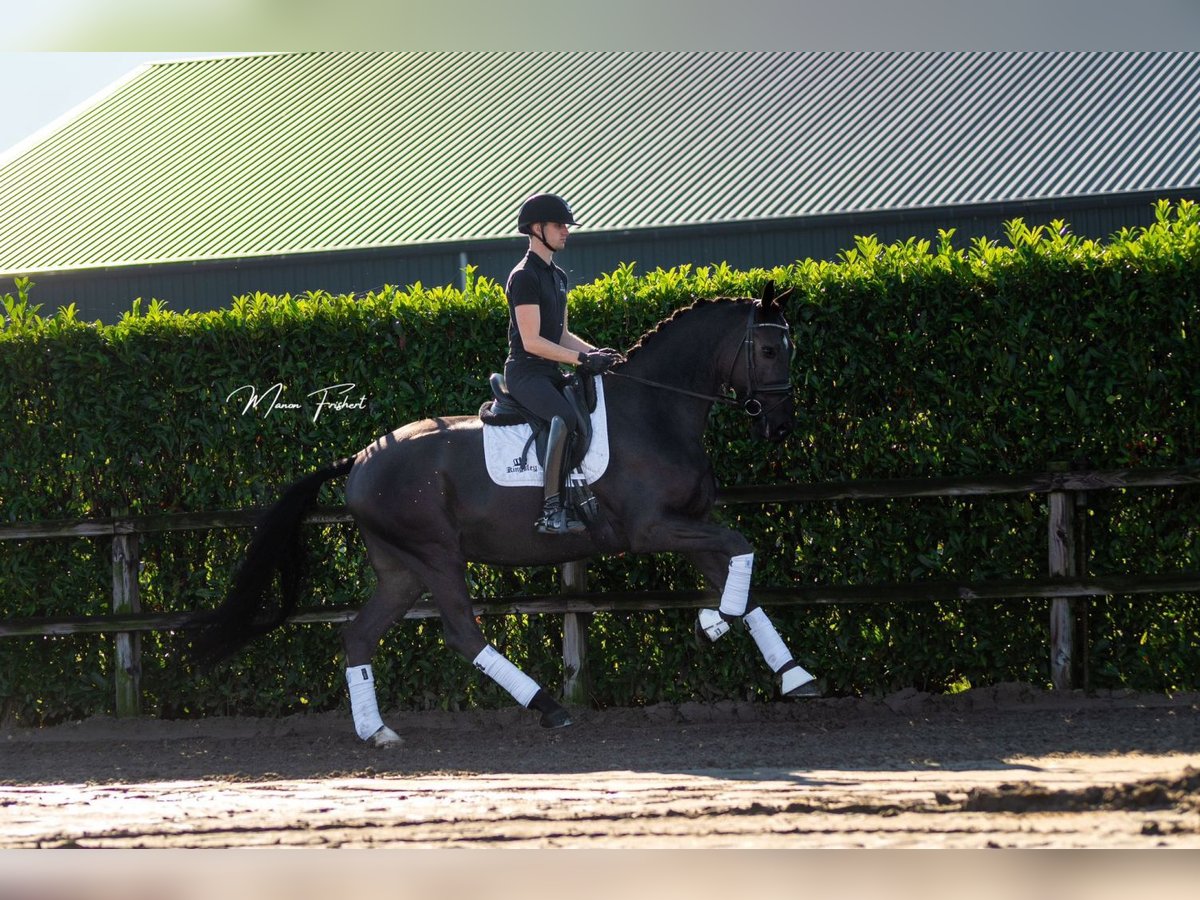 KWPN Hongre 5 Ans 172 cm Bai brun in Bladel