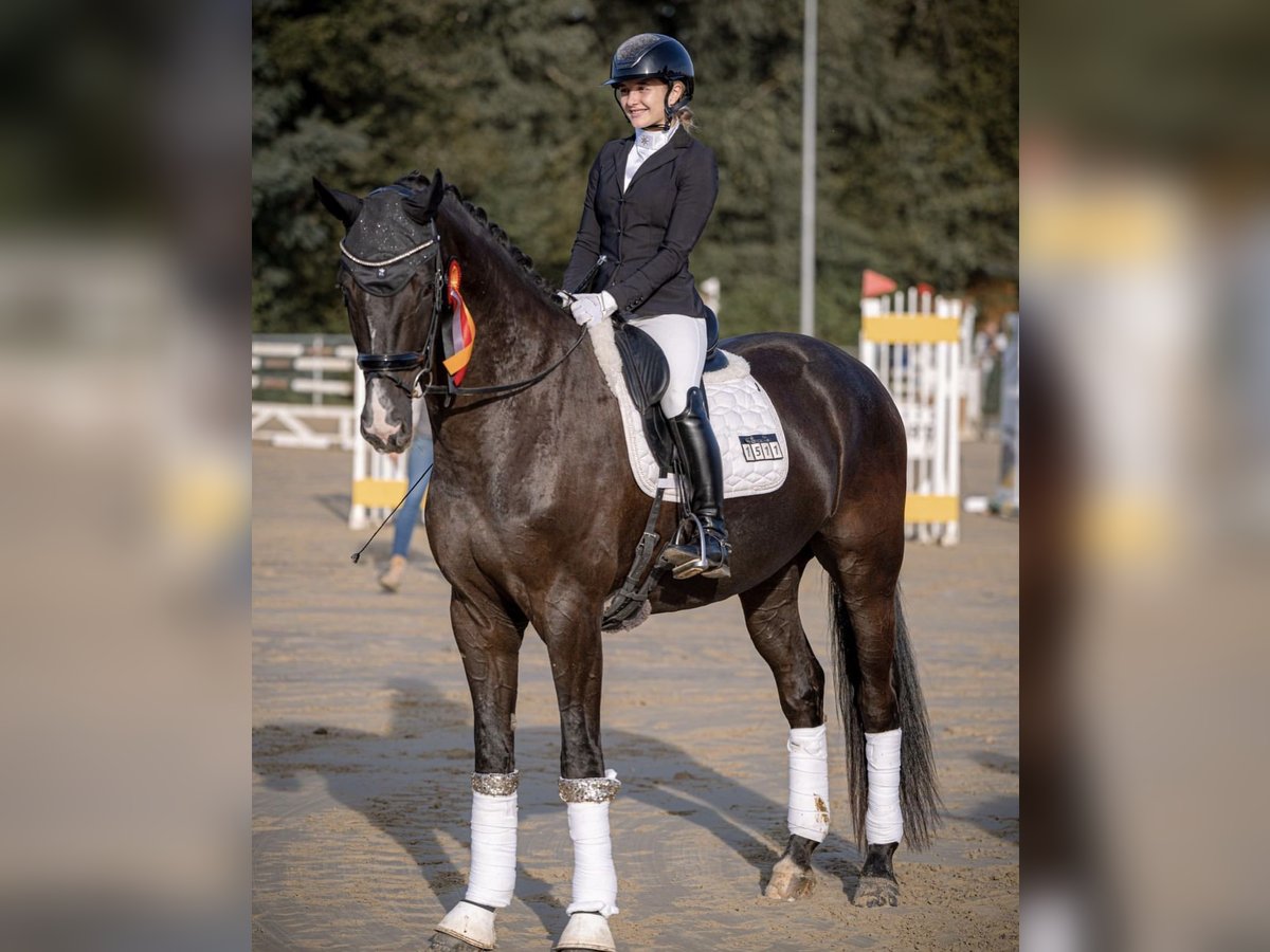 KWPN Hongre 5 Ans 175 cm Noir in HemerHemer