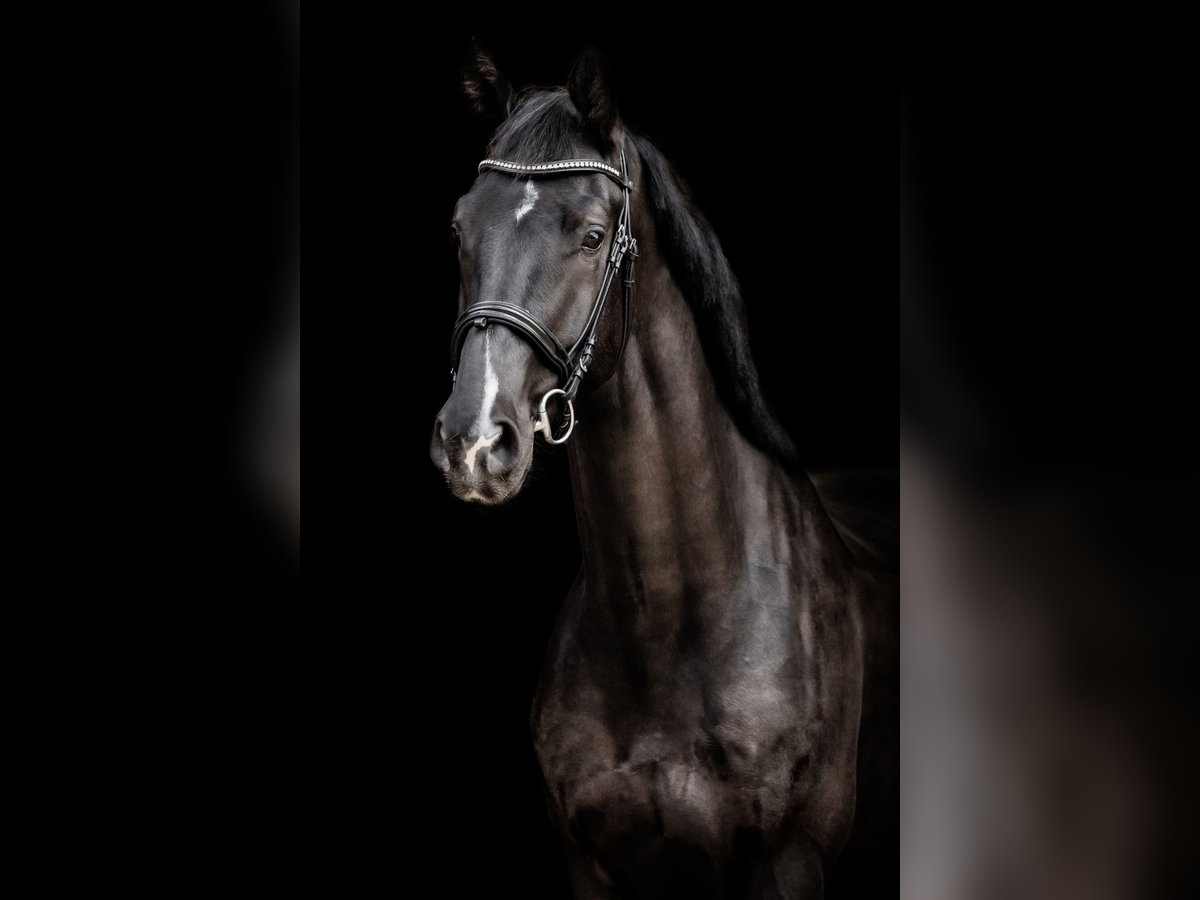KWPN Hongre 5 Ans 180 cm Noir in Neuwied