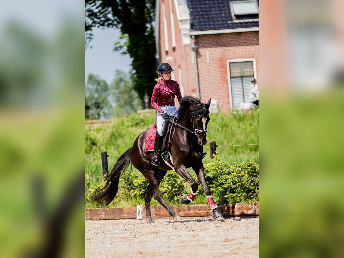 KWPN Hongre 5 Ans 183 cm Noir in Ouddorp