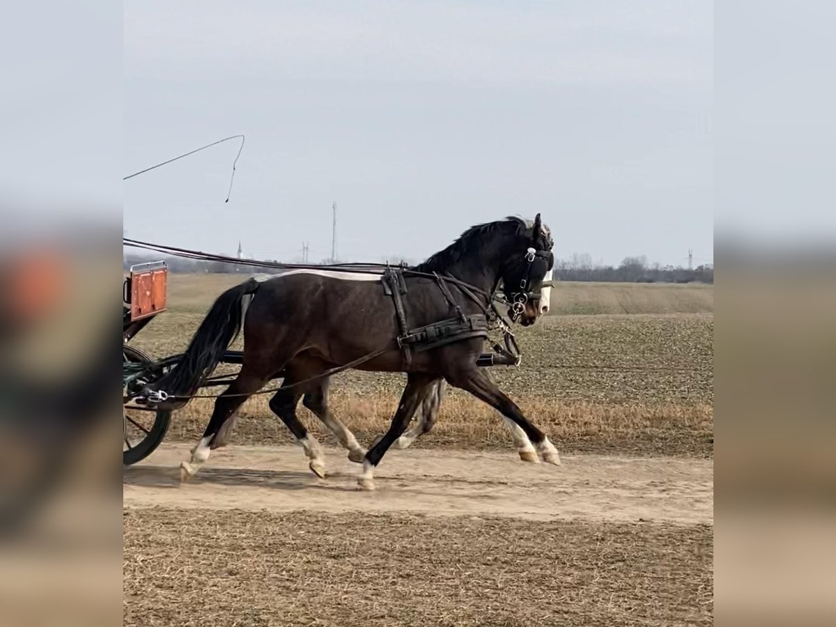 KWPN Hongre 6 Ans 158 cm Bai brun in Tass