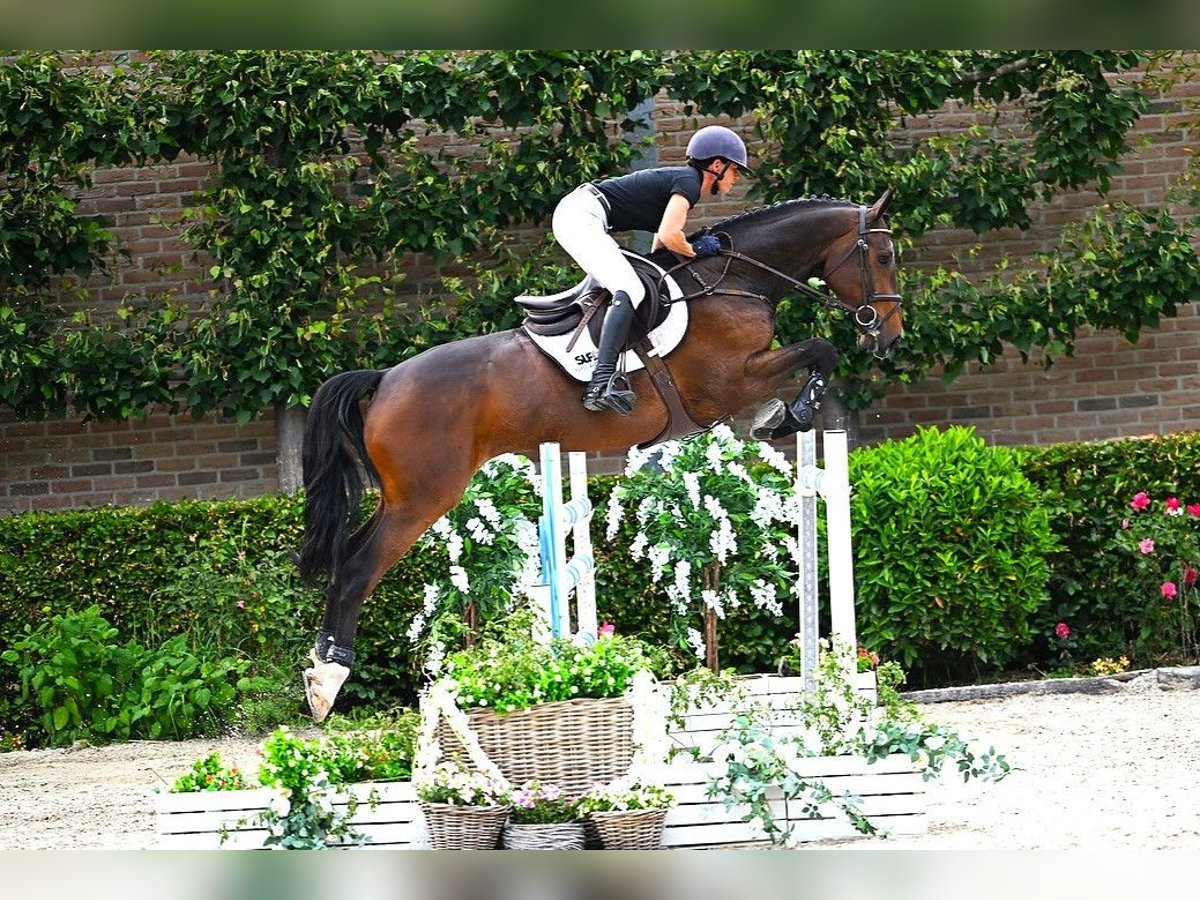 KWPN Hongre 6 Ans 166 cm Bai in Bladel