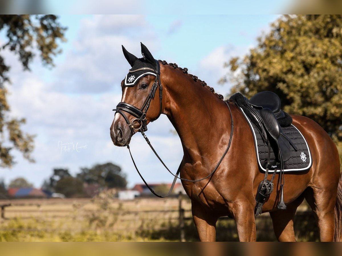 KWPN Hongre 6 Ans 168 cm Alezan brûlé in Middelharnis