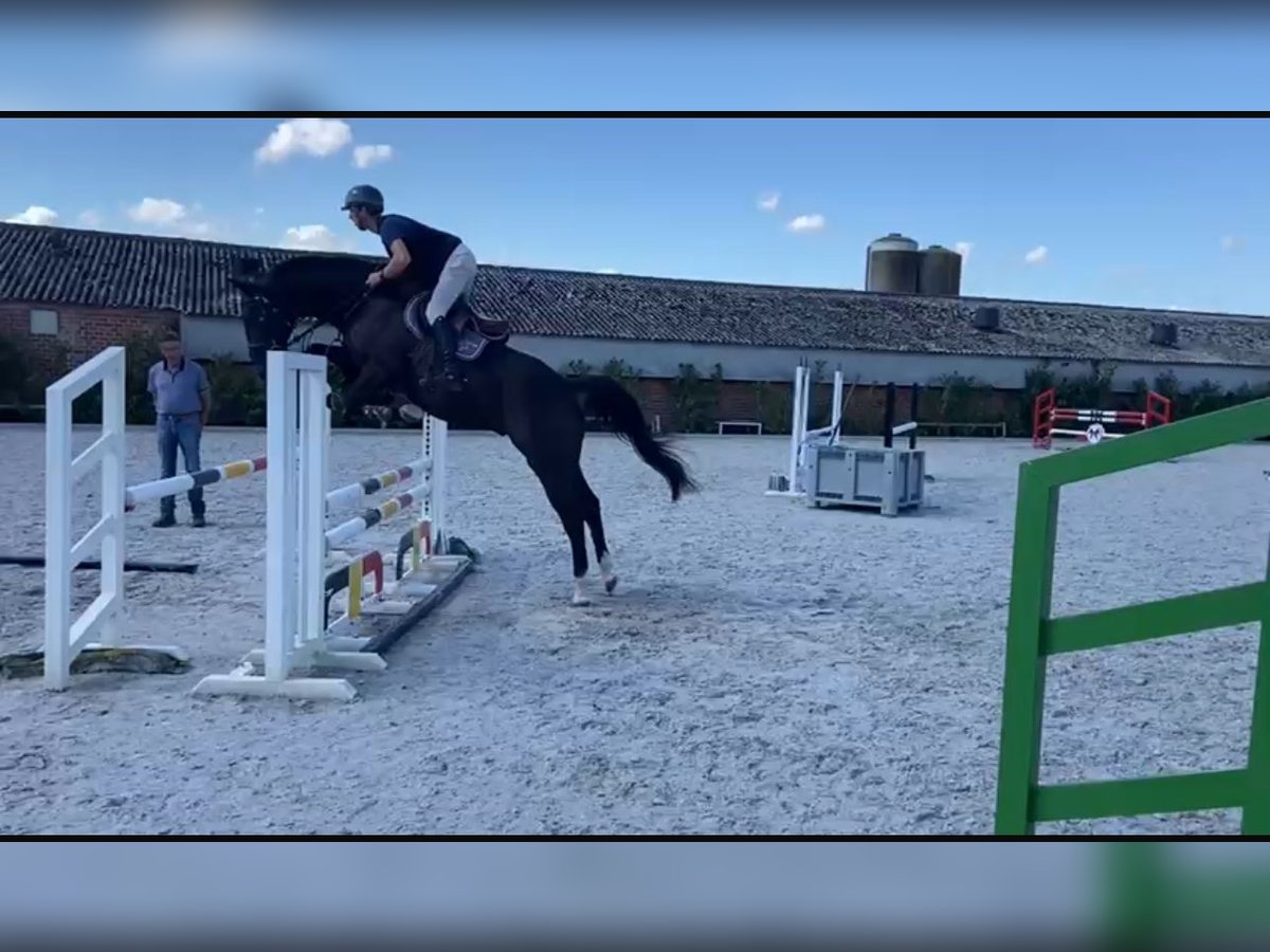 KWPN Hongre 6 Ans 168 cm Bai brun in Kaisten