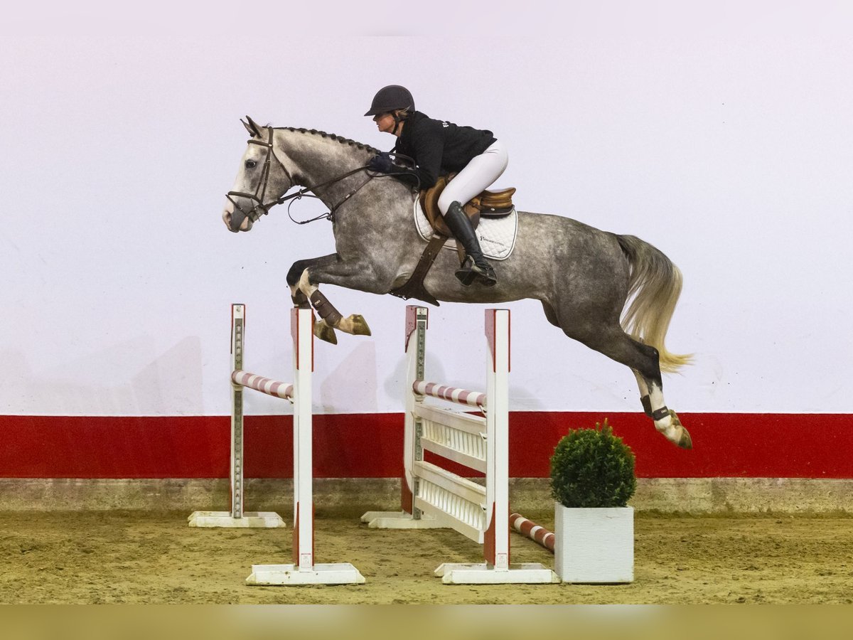 KWPN Hongre 6 Ans 170 cm Gris in Waddinxveen