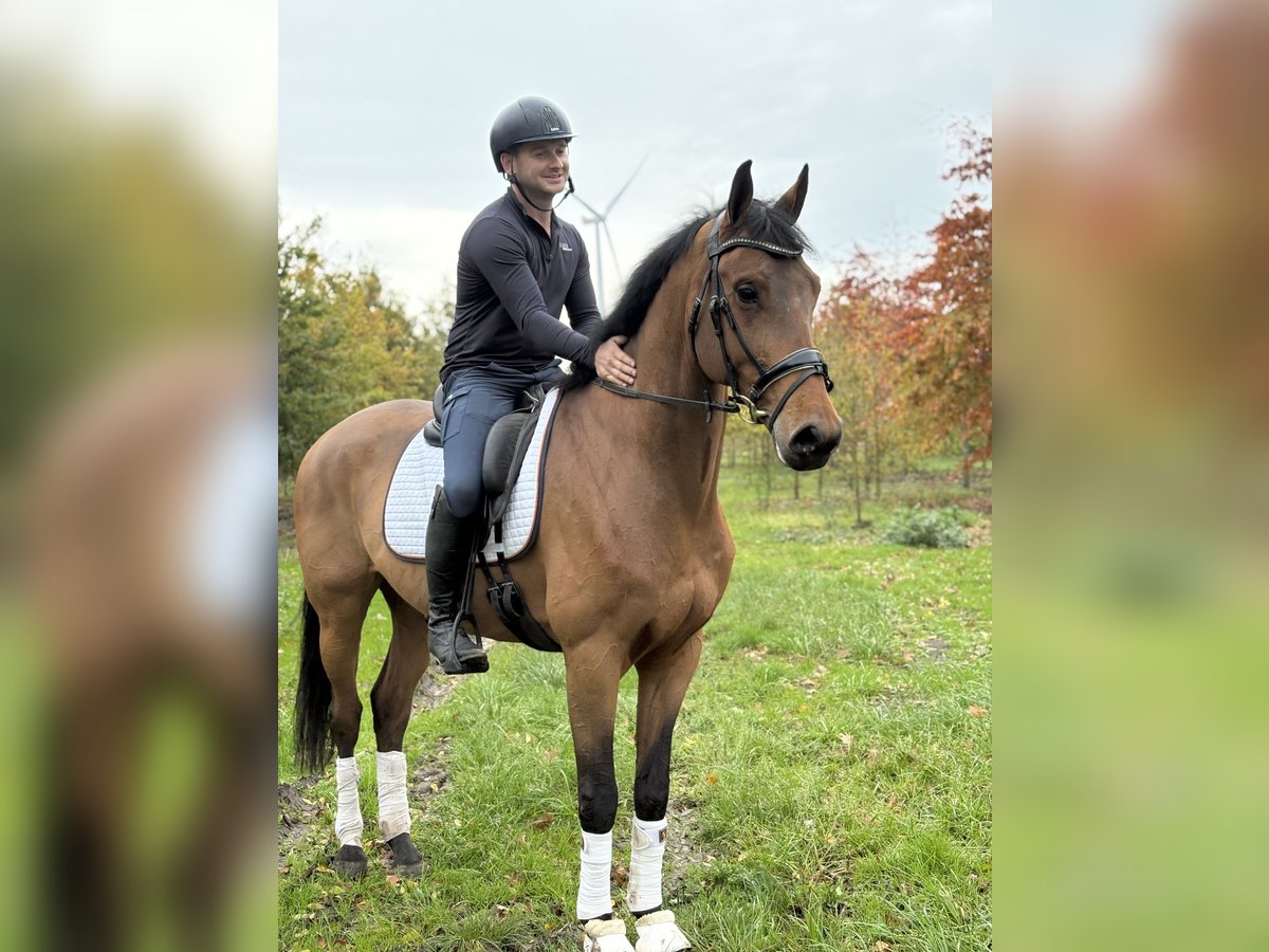 KWPN Hongre 6 Ans 172 cm Bai in Prinsenbeek