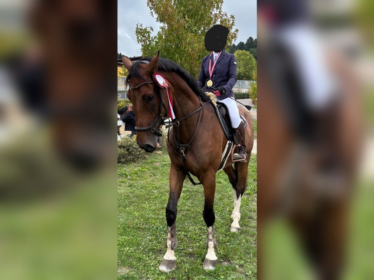 KWPN Hongre 6 Ans 175 cm Bai in Wolfsberg