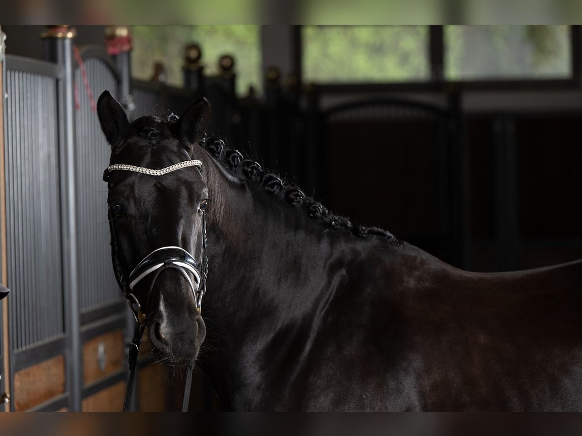 KWPN Hongre 6 Ans 175 cm Noir in Sinsheim