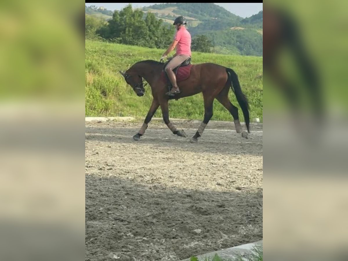KWPN Hongre 6 Ans 178 cm Bai in Gorzano