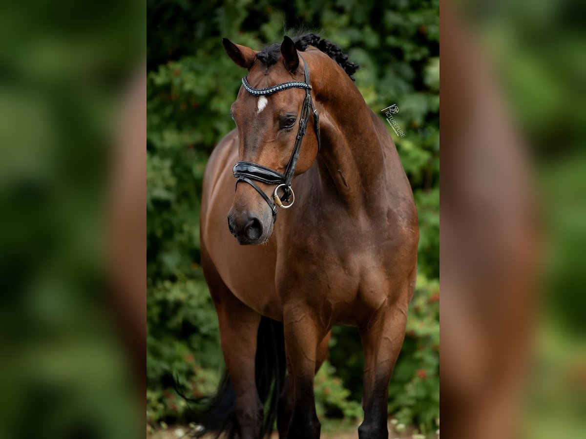 KWPN Hongre 6 Ans in Peer