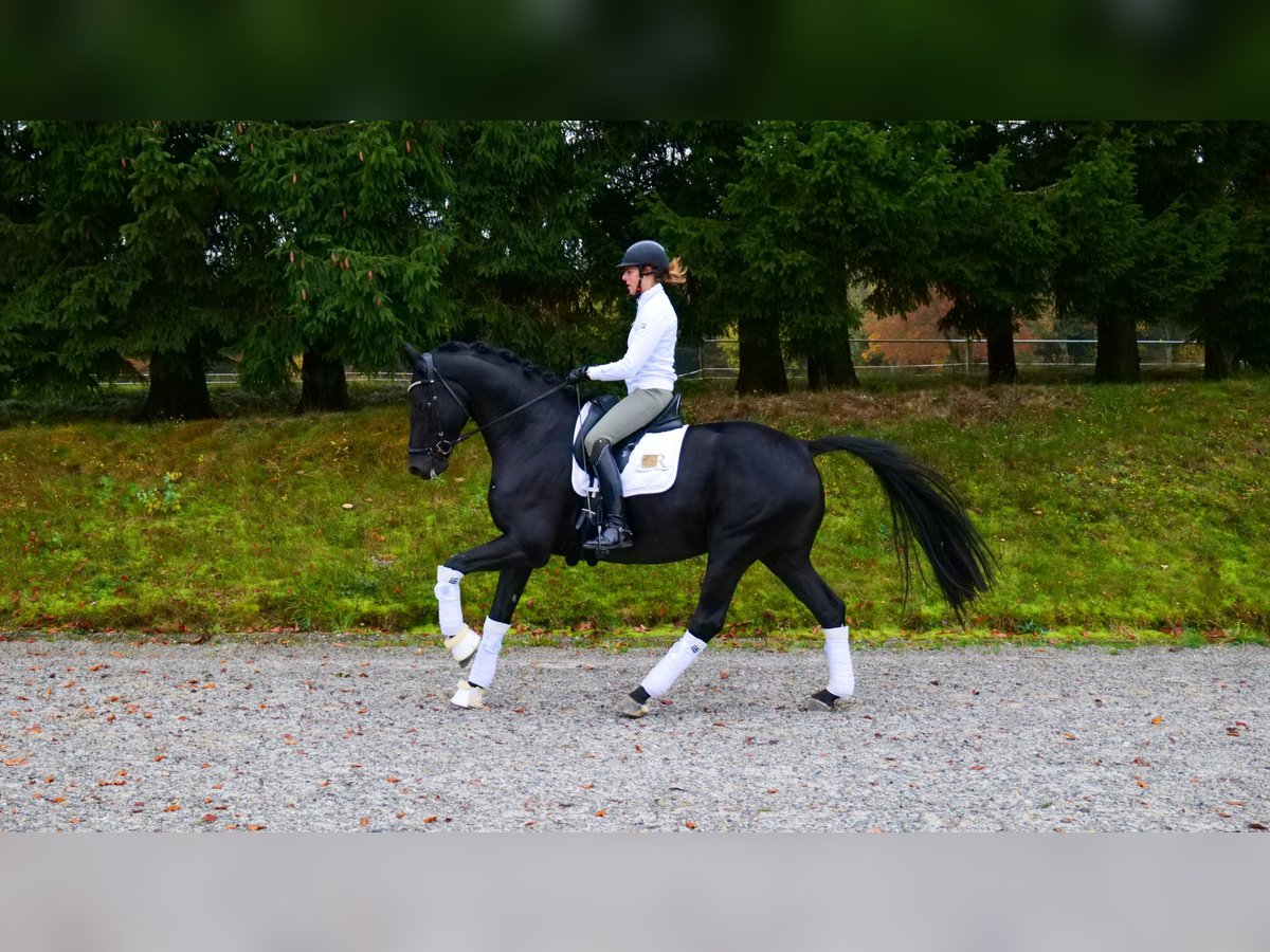 KWPN Hongre 6 Ans Noir in Freiensteinau