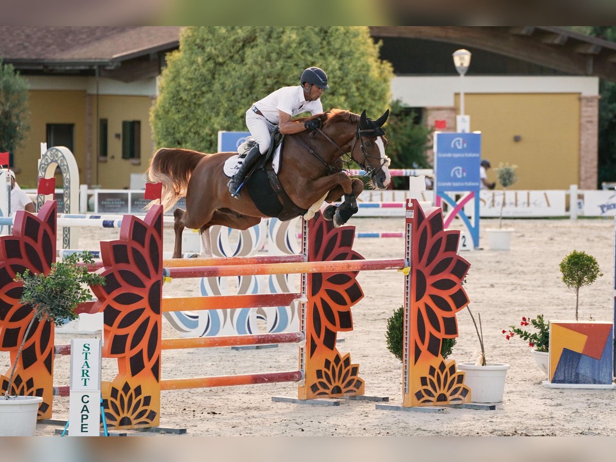 KWPN Hongre 7 Ans 165 cm Alezan in Pozzallo