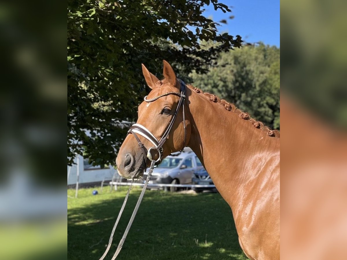 KWPN Hongre 7 Ans 172 cm Alezan in Schierensee KWPN Hongre 7 Ans 172 cm Alezan in Schierensee