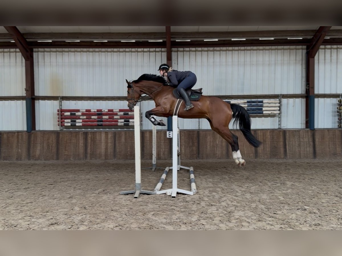 KWPN Hongre 7 Ans 175 cm Bai in Oud Gastel