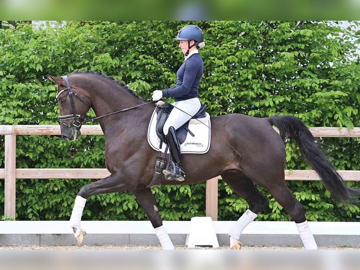 KWPN Hongre 7 Ans Bai brun in Vechta