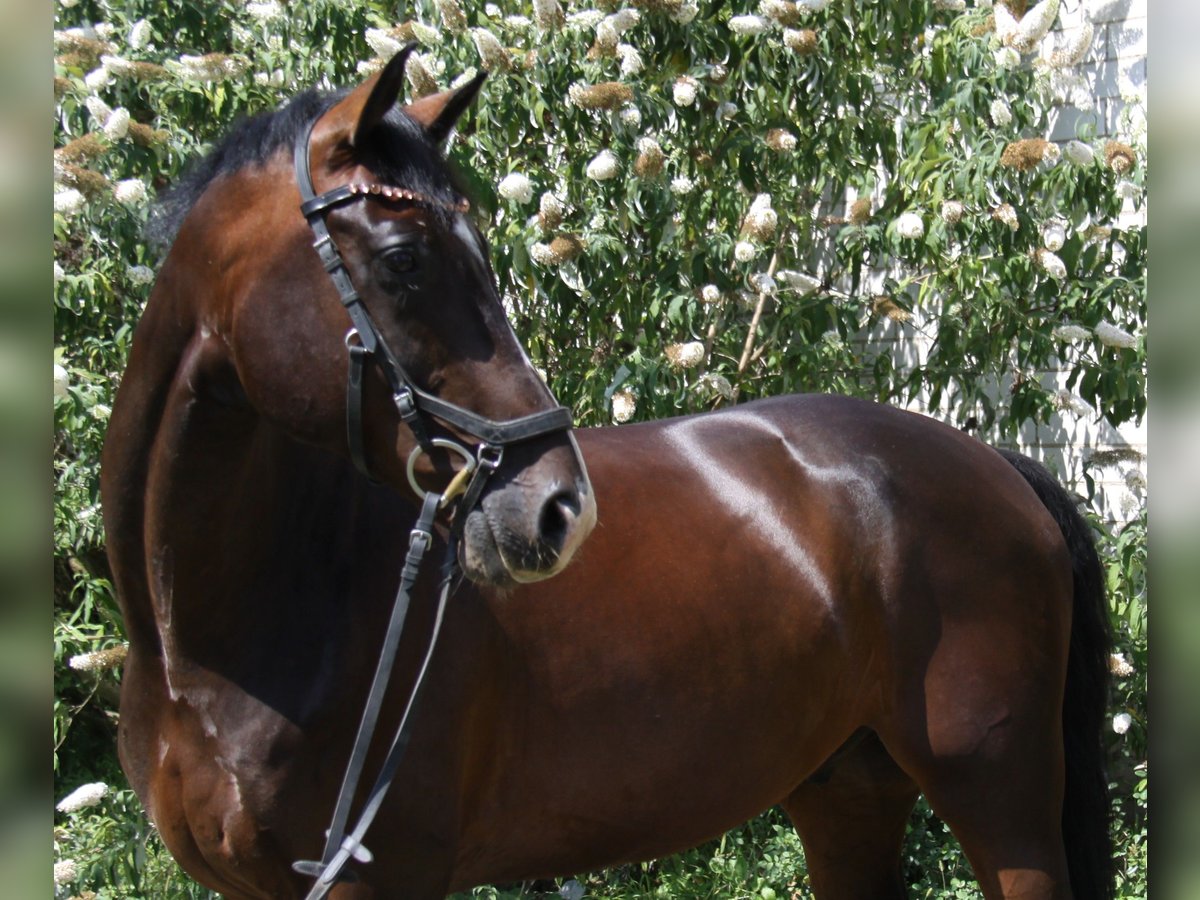 KWPN Hongre 8 Ans 168 cm Bai brun in Winh&#xF6;ring