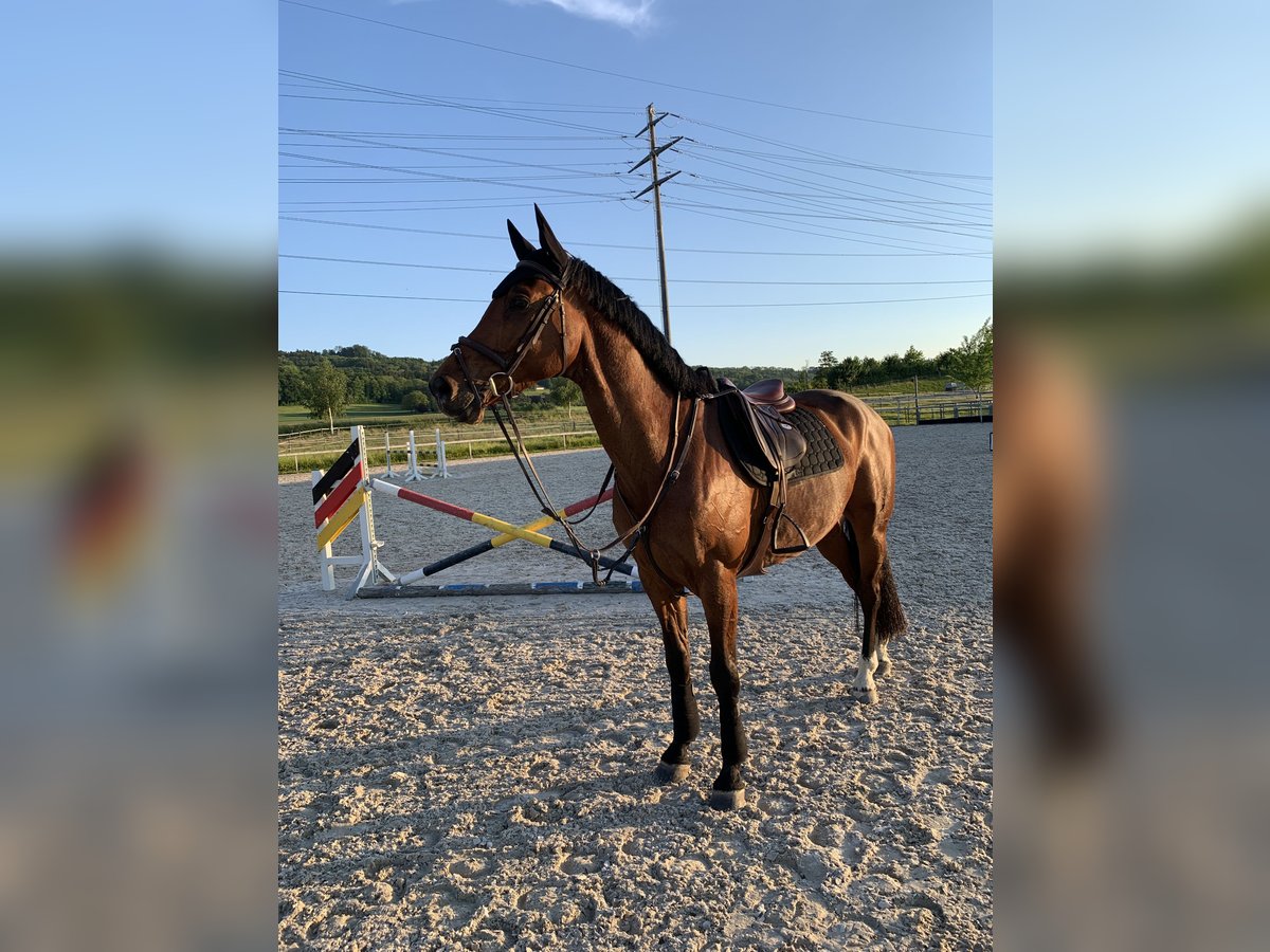 KWPN Hongre 9 Ans 167 cm Bai in M&#xF6;hlin