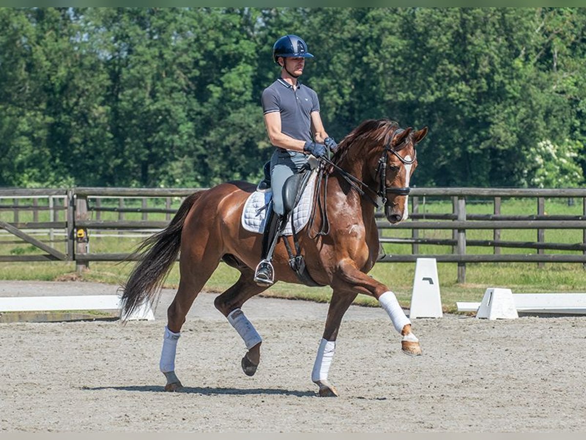 KWPN Hongre 9 Ans 168 cm Alezan in Werkendam