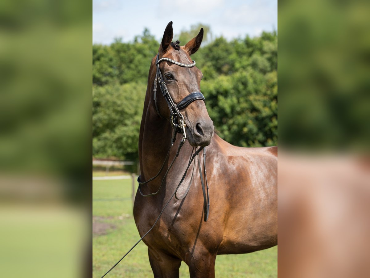 KWPN Hongre 9 Ans 178 cm Bai brun in Wolvega KWPN Hongre 9 Ans 178 cm Bai brun in Wolvega