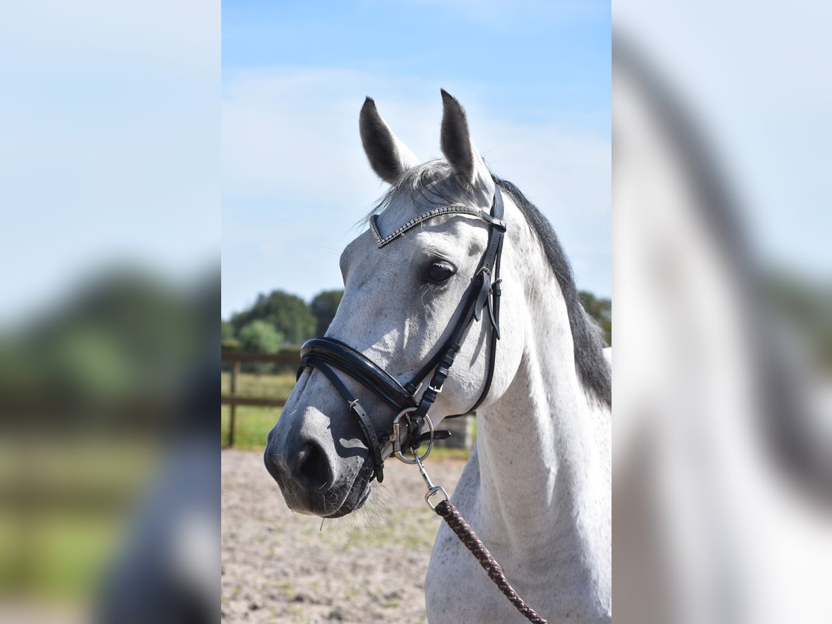 KWPN Jument 10 Ans 163 cm Gris in Achtmaal