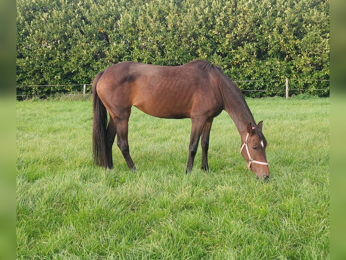 KWPN Jument 10 Ans 164 cm Bai brun in Schaijk