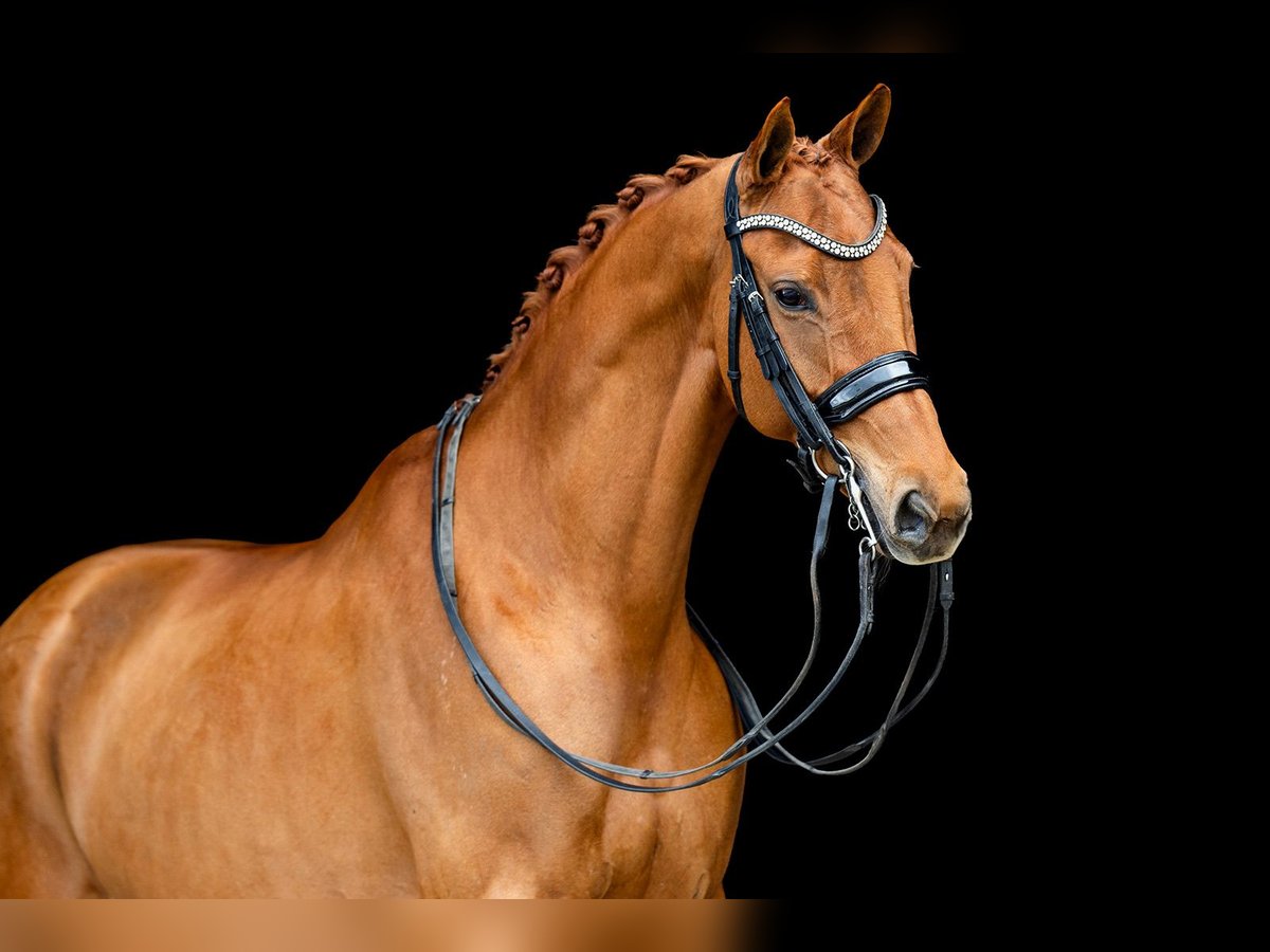 KWPN Jument 10 Ans 165 cm Alezan in Kwadijk