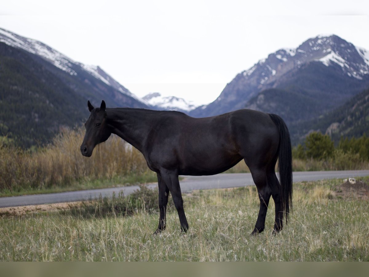 KWPN Jument 10 Ans 168 cm Noir in Fort Collins, CO