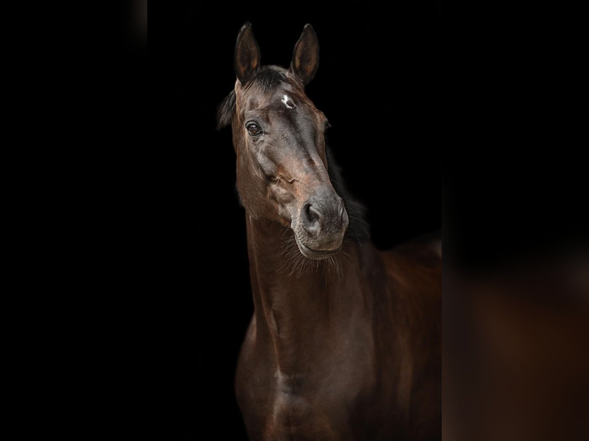 KWPN Jument 10 Ans 172 cm Noir in Ratingen