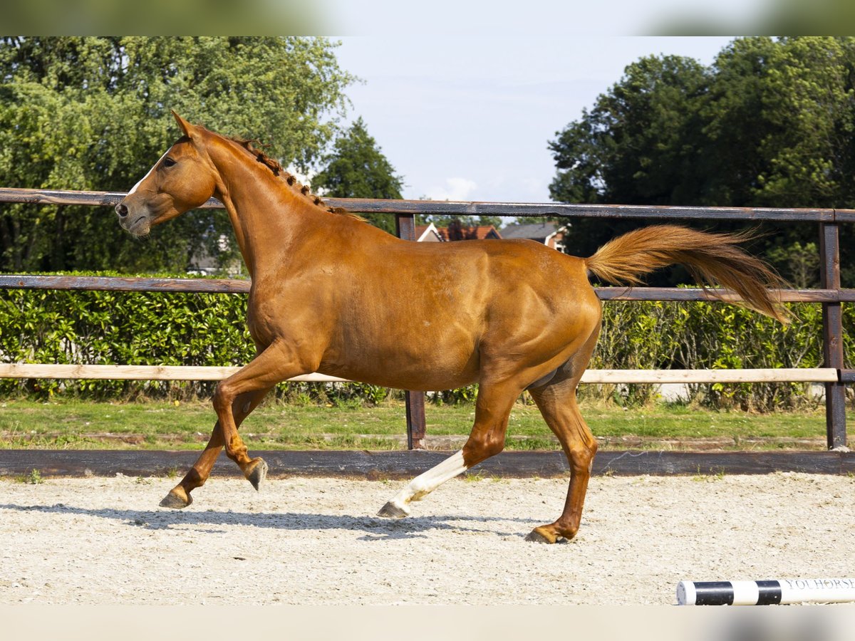 KWPN Jument 11 Ans 158 cm Alezan in Waddinxveen