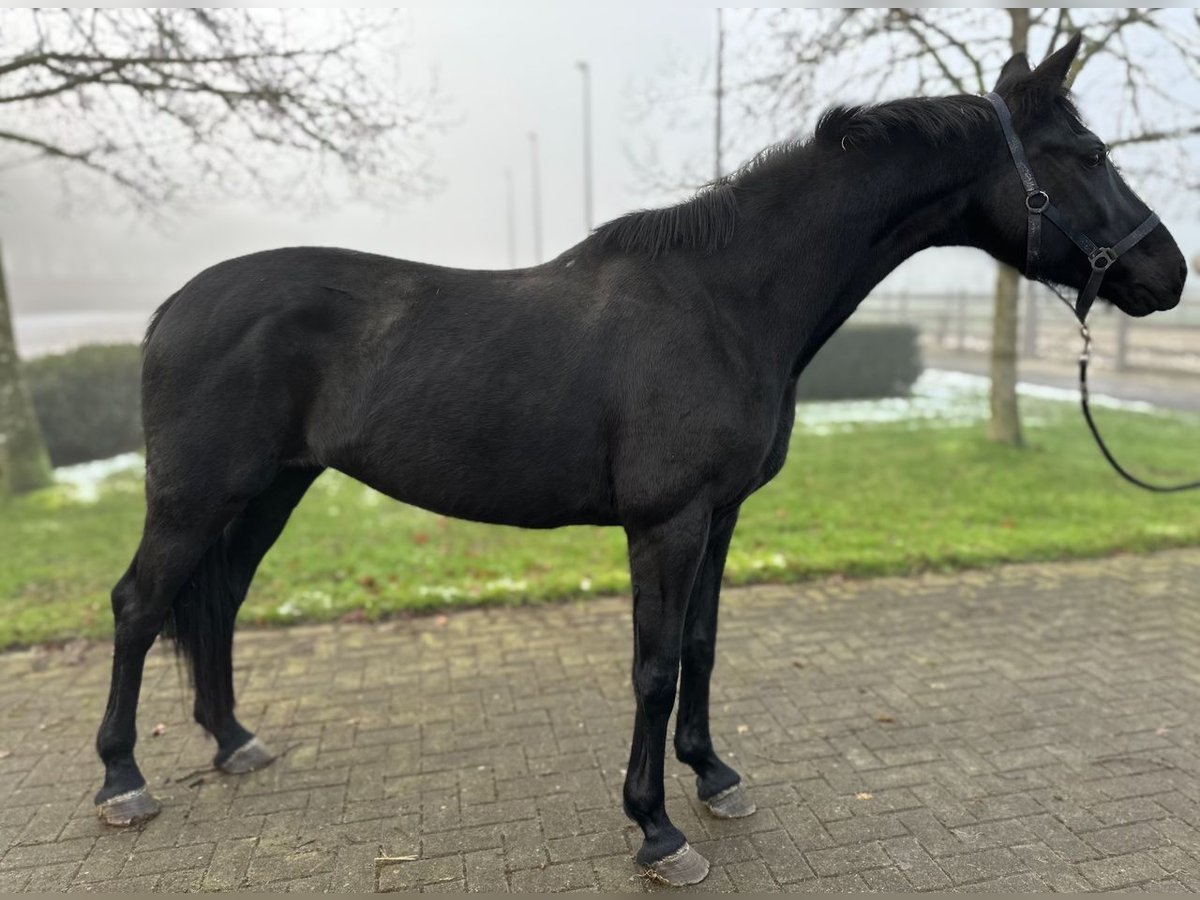 KWPN Jument 11 Ans 165 cm Noir in Kalmthout