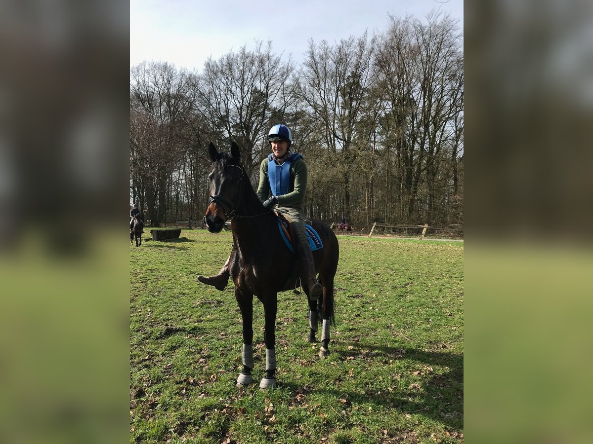 KWPN Jument 11 Ans 167 cm Bai brun in Glandorf