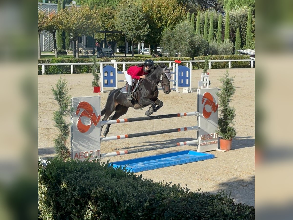 KWPN Jument 11 Ans 168 cm in Buronzo