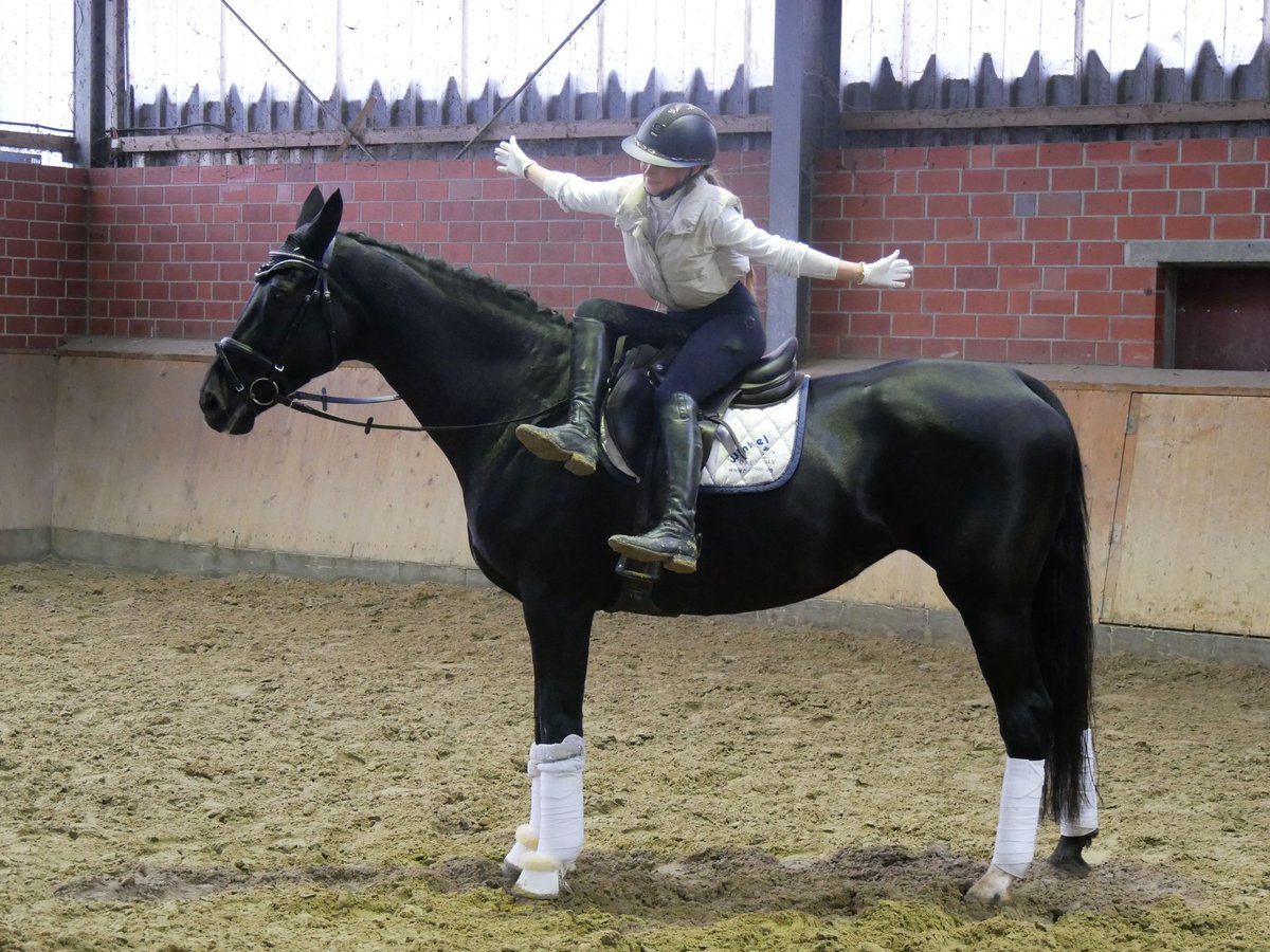 KWPN Jument 11 Ans 170 cm in Dorsten