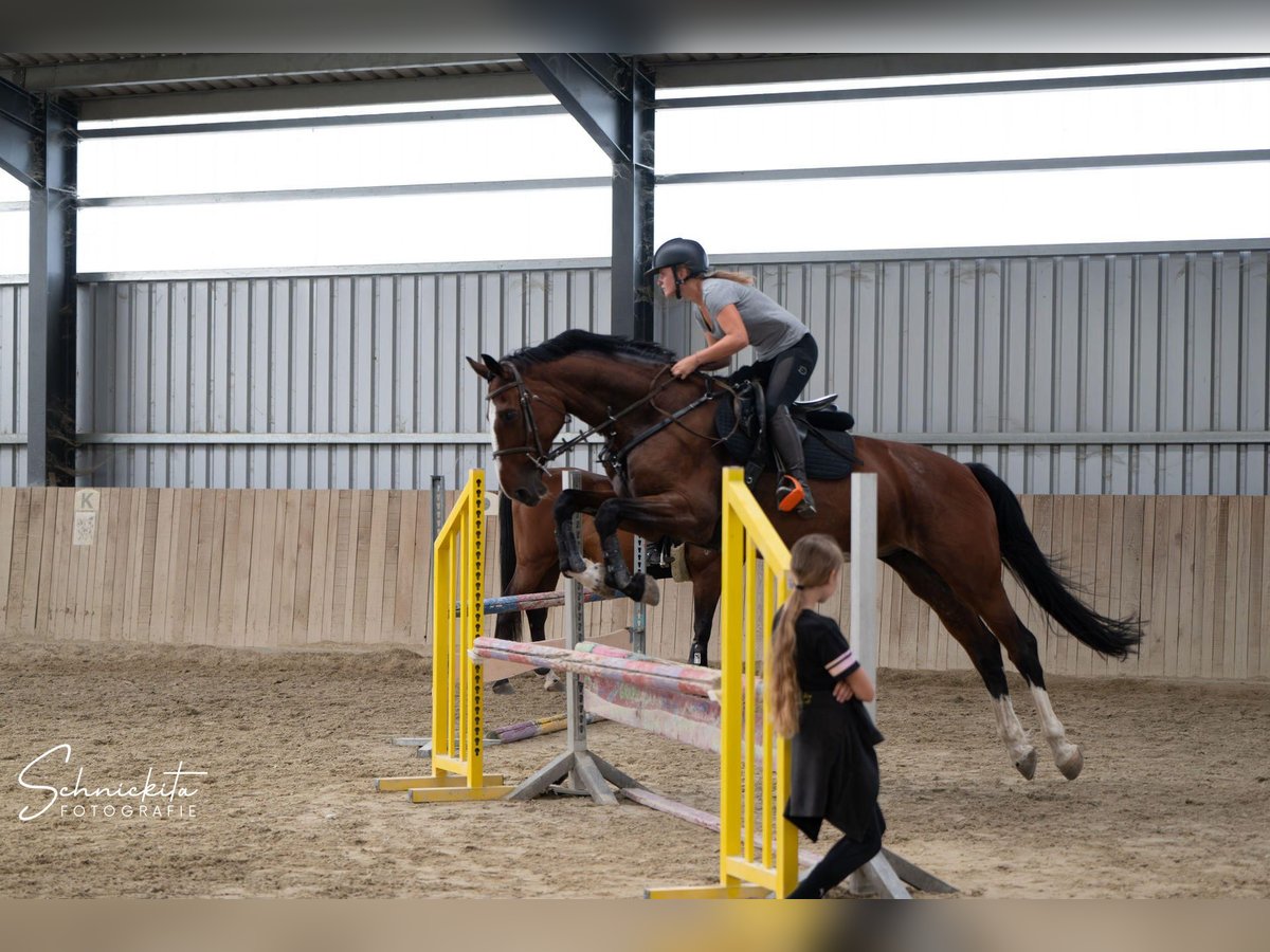 KWPN Jument 11 Ans 172 cm Bai in G&#xF6;tzendorf an der Leitha