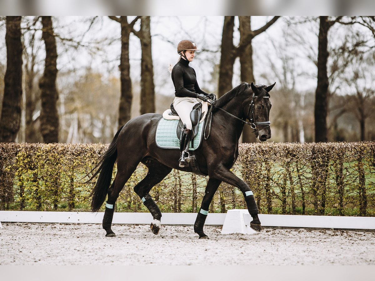 KWPN Jument 11 Ans 173 cm Noir in Oldenzaal