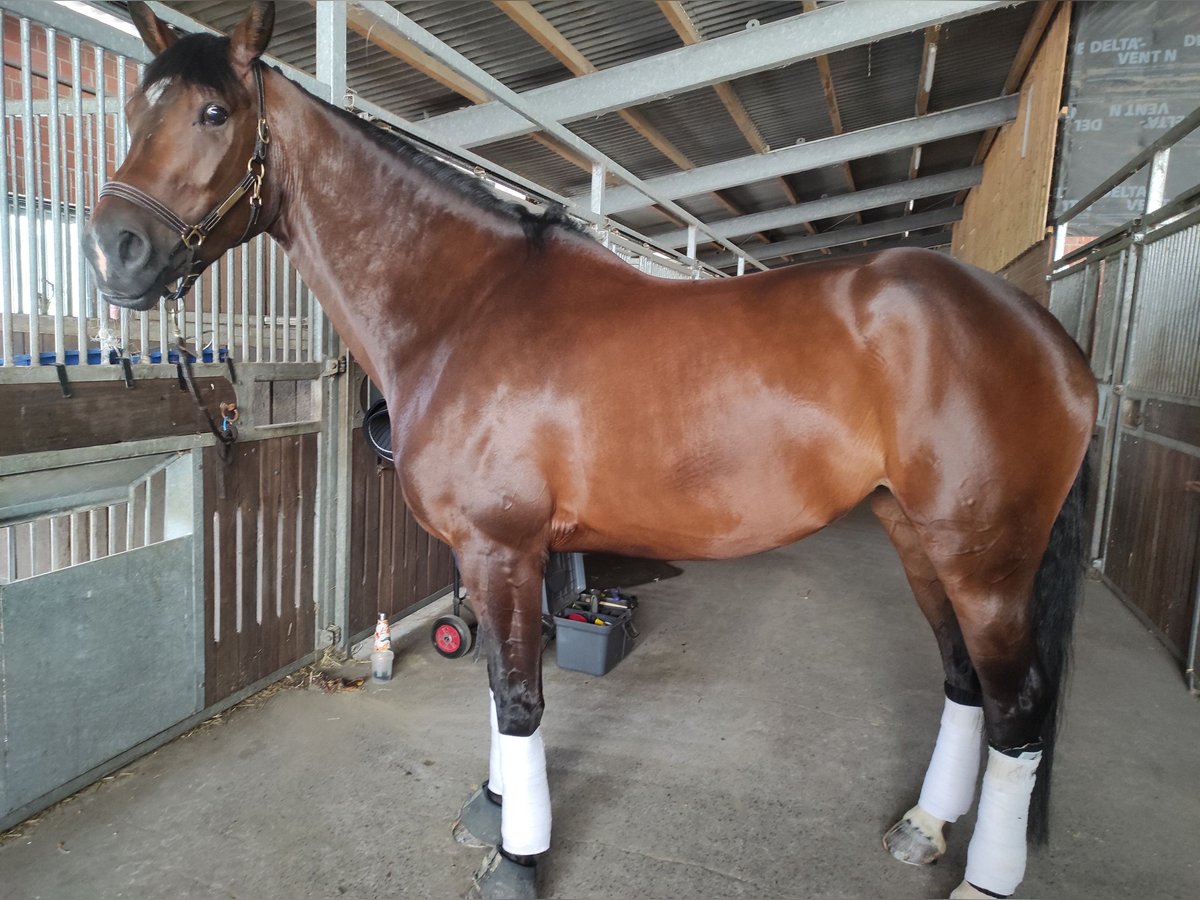 KWPN Jument 11 Ans 177 cm Bai brun in Dortmund