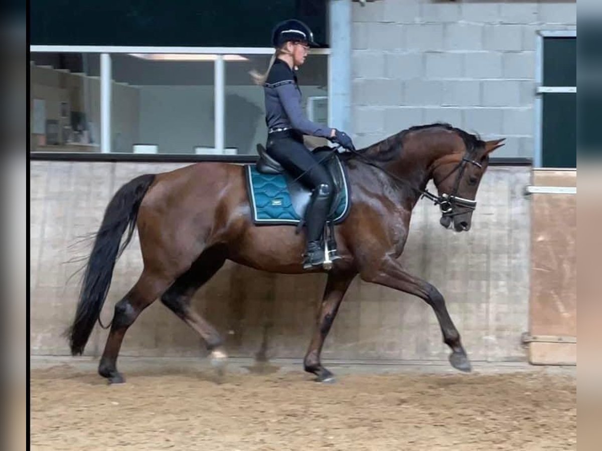 KWPN Jument 12 Ans 162 cm Alezan brûlé in Maarheeze