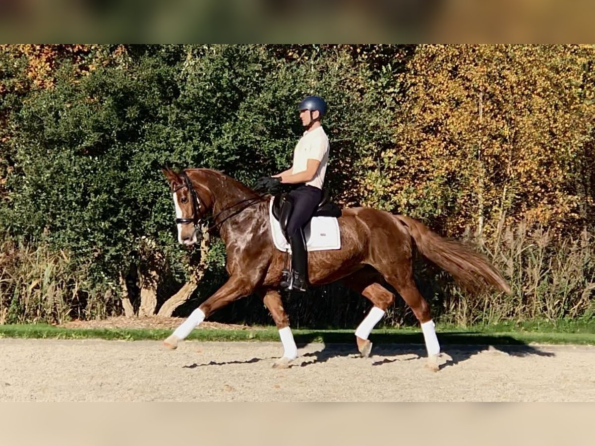 KWPN Jument 12 Ans 167 cm Alezan in Bree