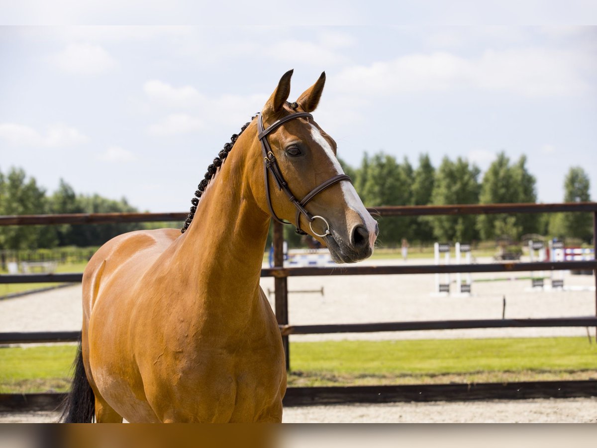 KWPN Jument 14 Ans 165 cm Bai clair in Waddinxveen