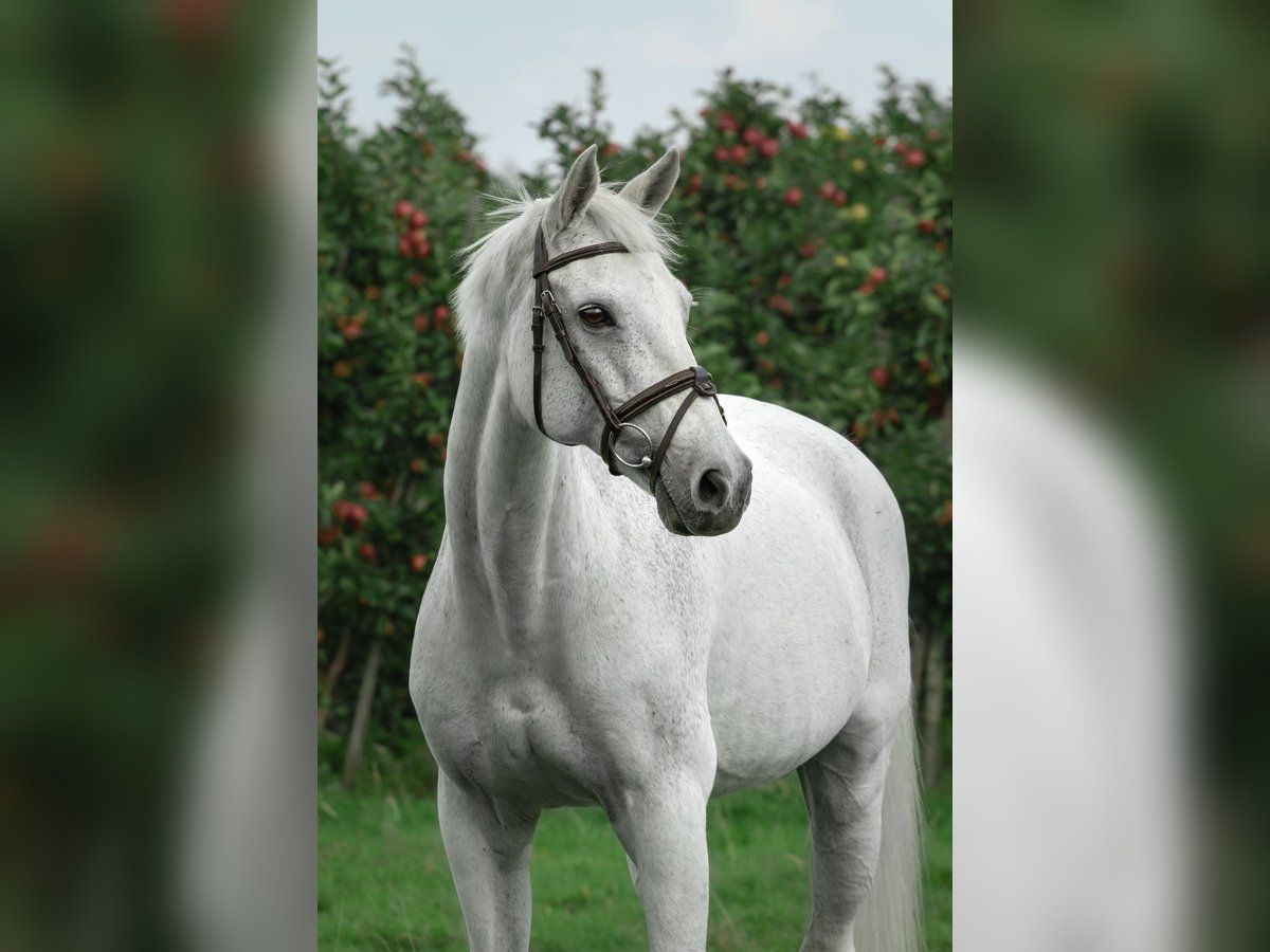 KWPN Jument 16 Ans 162 cm Gris in Waspik