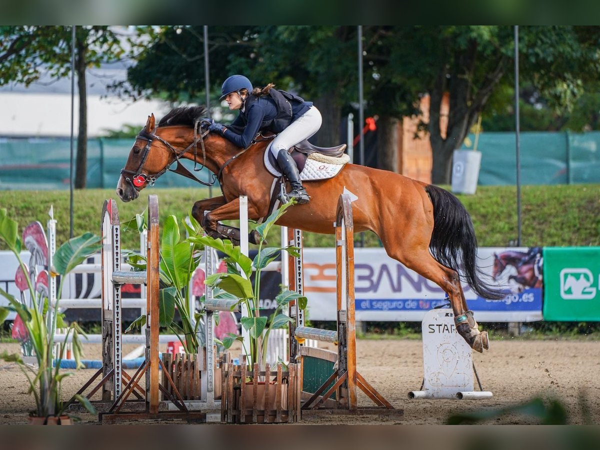 KWPN Jument 16 Ans 163 cm Bai in Moraleja Del Vino