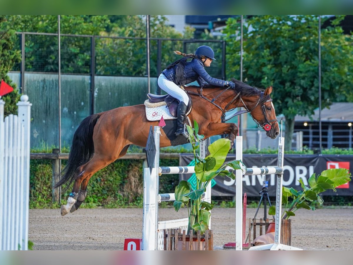 KWPN Jument 16 Ans 163 cm Bai in Zamora