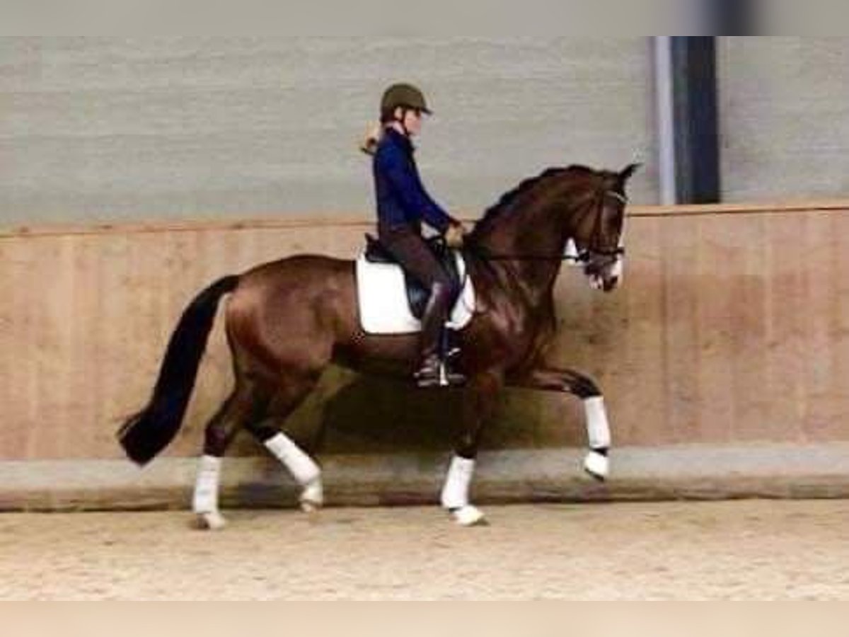 KWPN Jument 16 Ans 166 cm Bai in Kalmthout