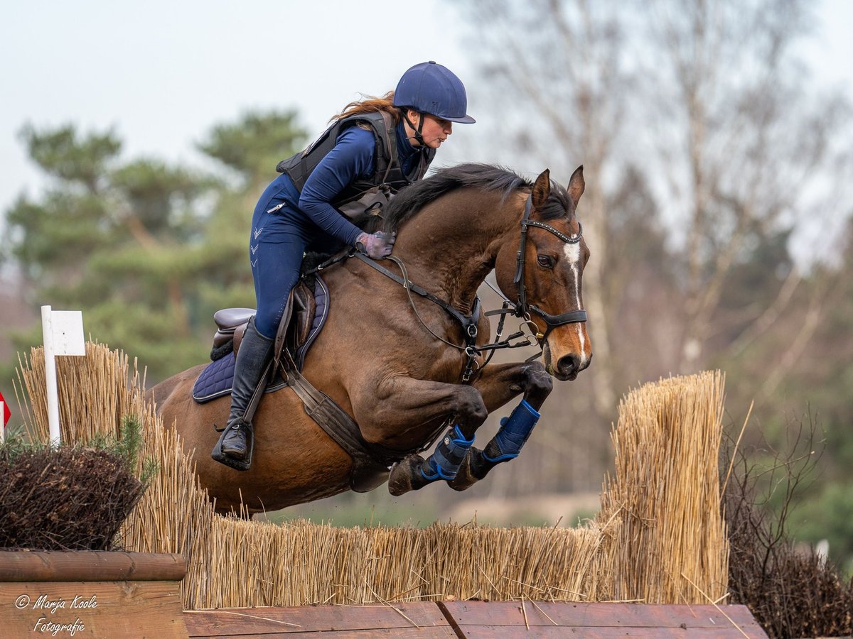 KWPN Jument 17 Ans 164 cm in Wijk en Aalburg