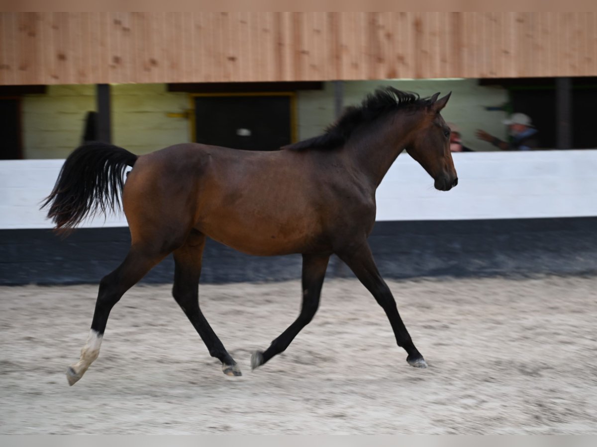 KWPN Jument 1 Année 152 cm Bai in GROTE BROGEL