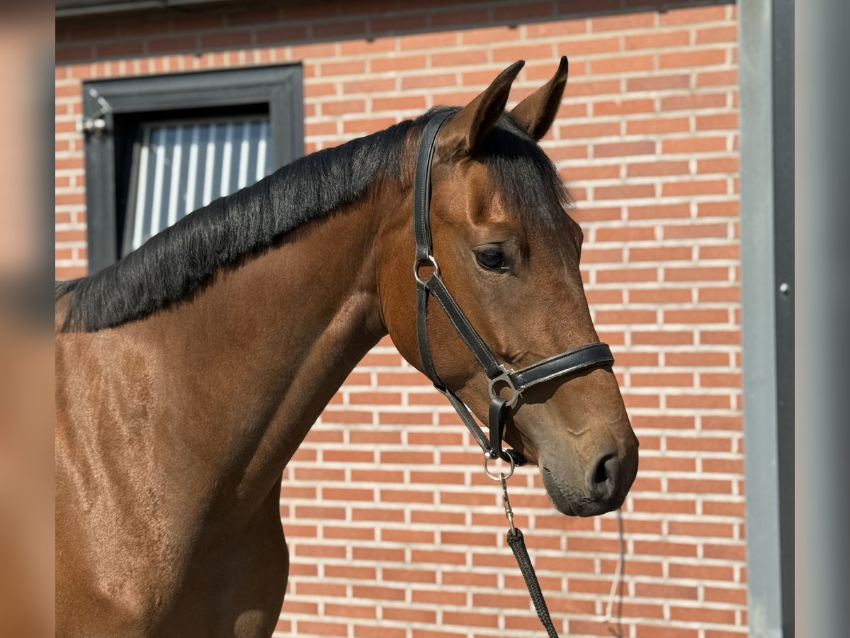 KWPN Jument 2 Ans 165 cm Bai in Zieuwent