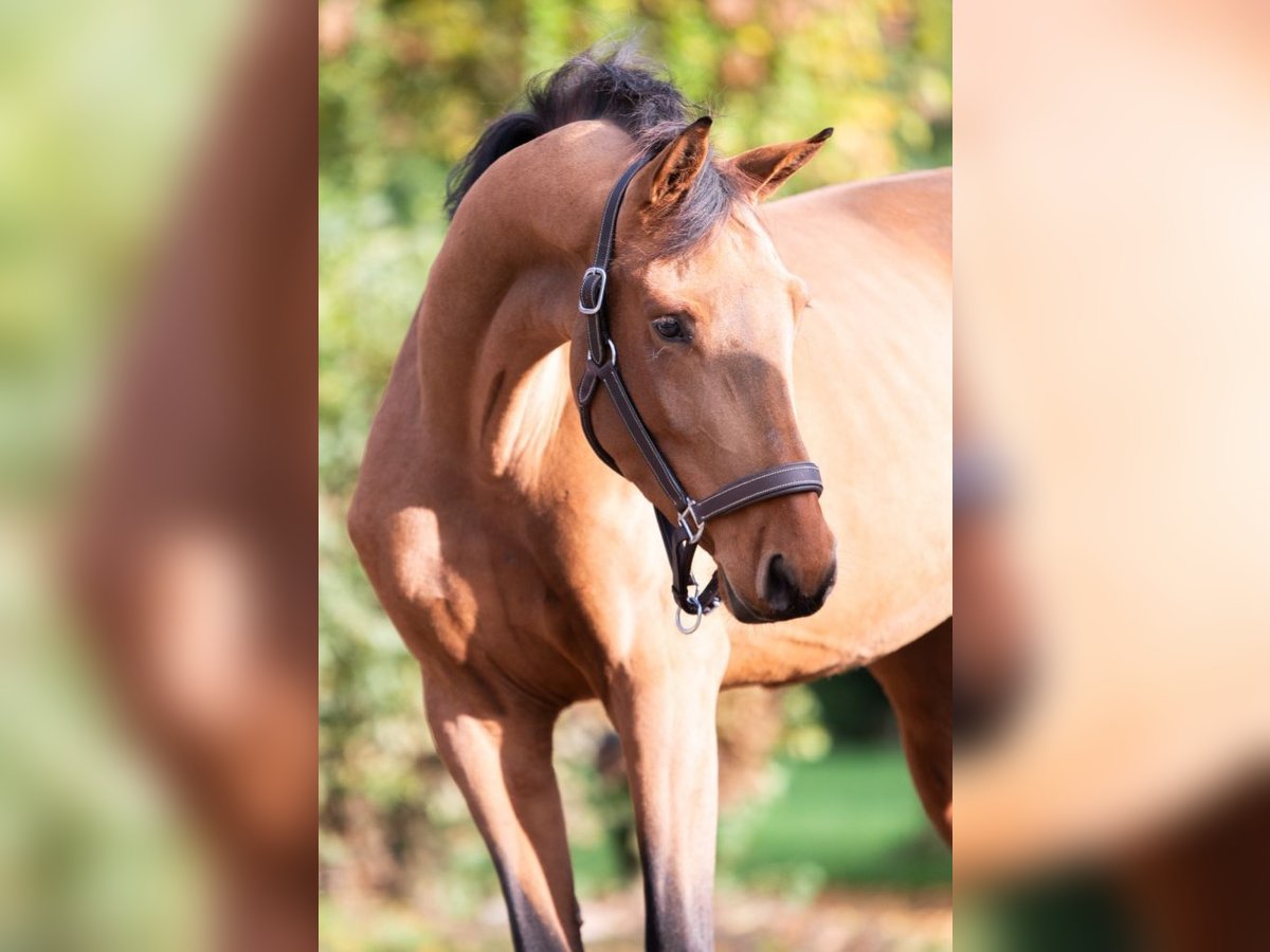 KWPN Jument 3 Ans 160 cm Bai in Bladel