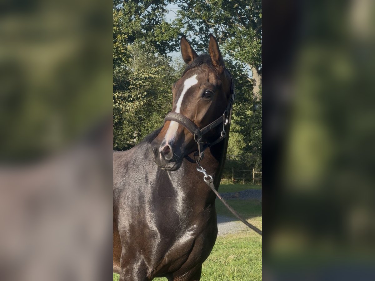 KWPN Jument 3 Ans 162 cm Bai brun foncé in Marigny le lozon