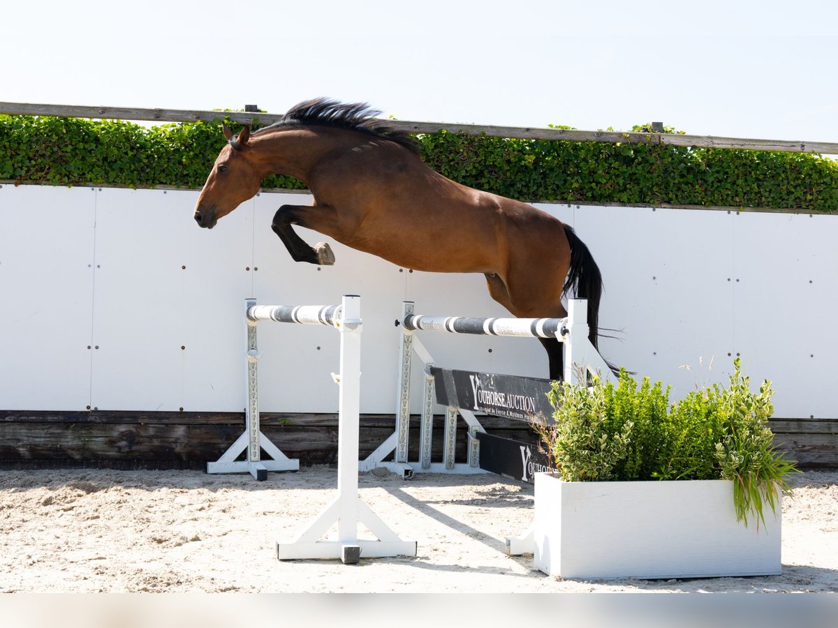 KWPN Jument 3 Ans 162 cm Bai in Waddinxveen