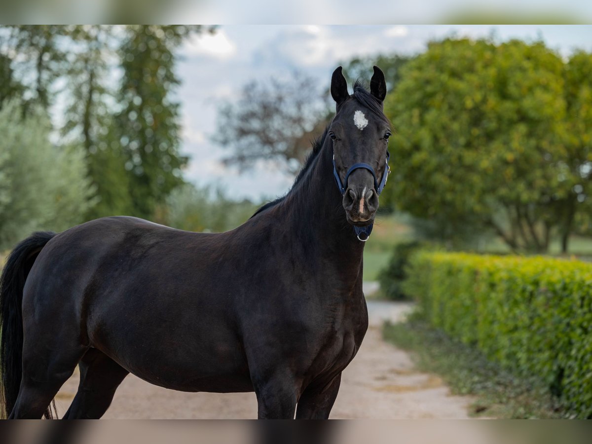 KWPN Jument 3 Ans 162 cm Noir in Baarle-Nassau